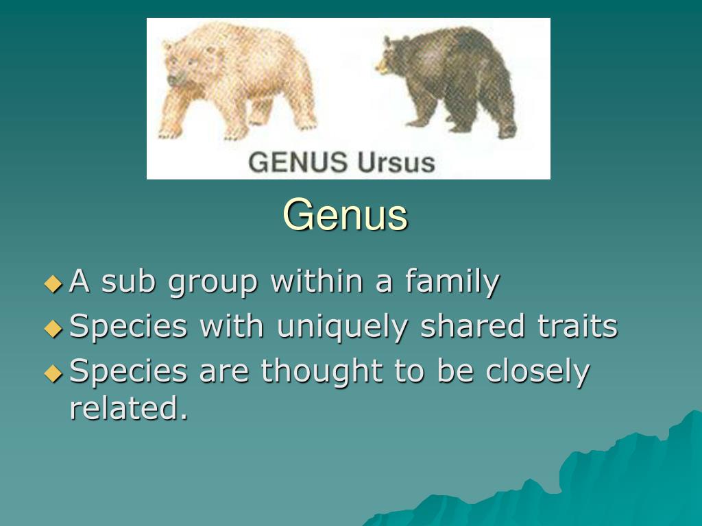 PPT Diversity & Classification PowerPoint Presentation, free download