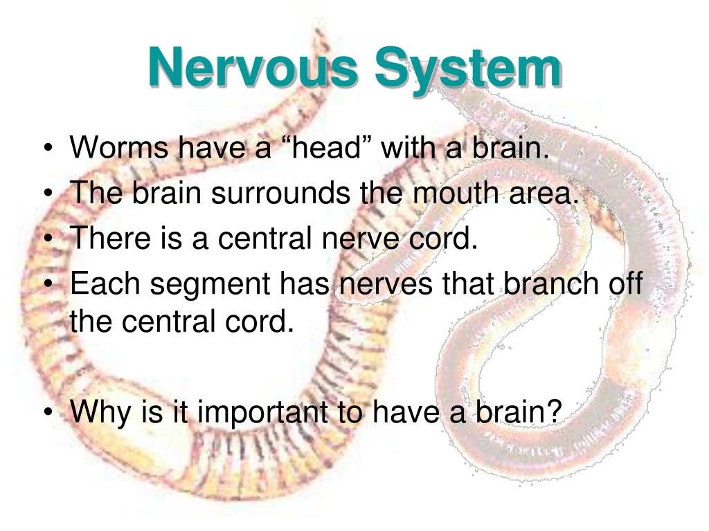 PPT Annelids PowerPoint Presentation, free download ID1826315