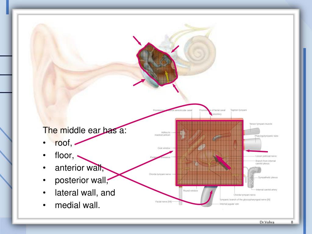PPT THE EAR PowerPoint Presentation, free download ID1826327