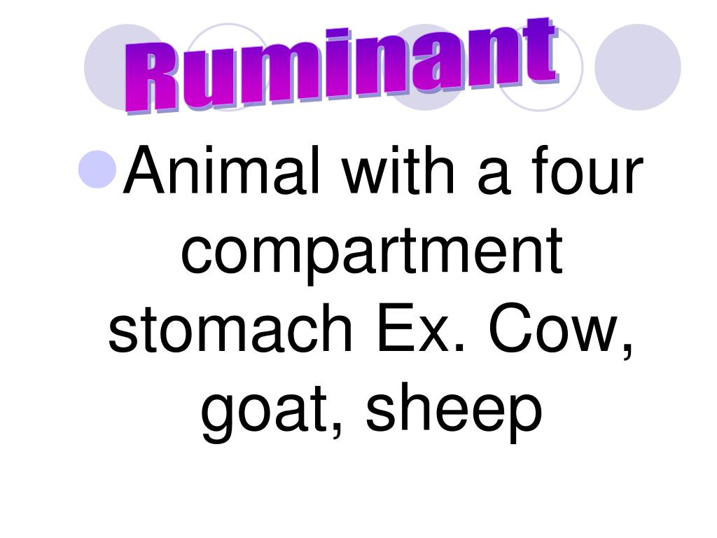 PPT Animal Science Terminology PowerPoint Presentation, free download