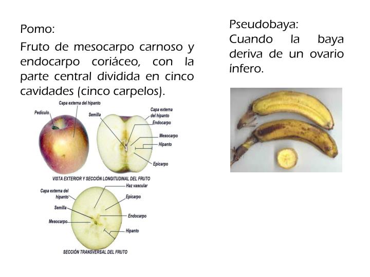 PPT El fruto PowerPoint Presentation ID1832594