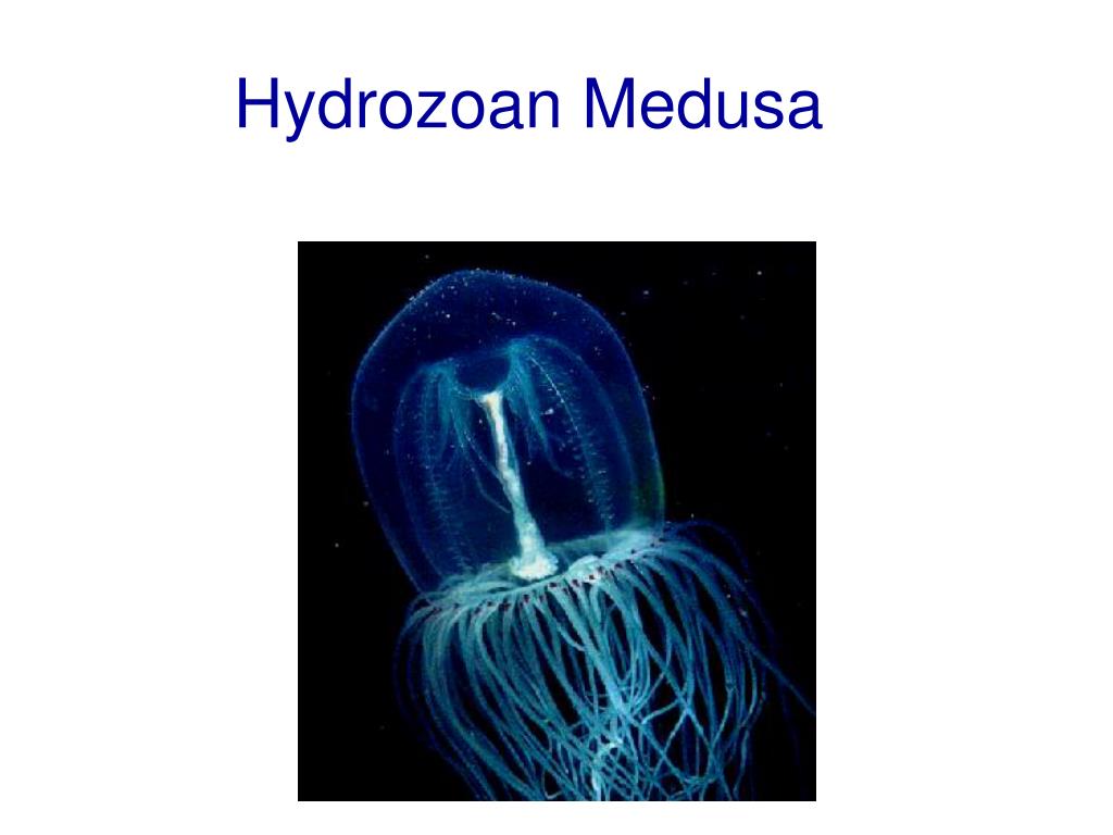 PPT The Characteristics of Phylum Cnidaria PowerPoint Presentation