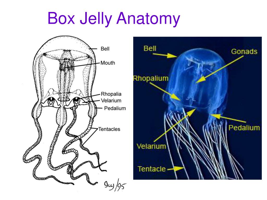 PPT The Characteristics of Phylum Cnidaria PowerPoint Presentation