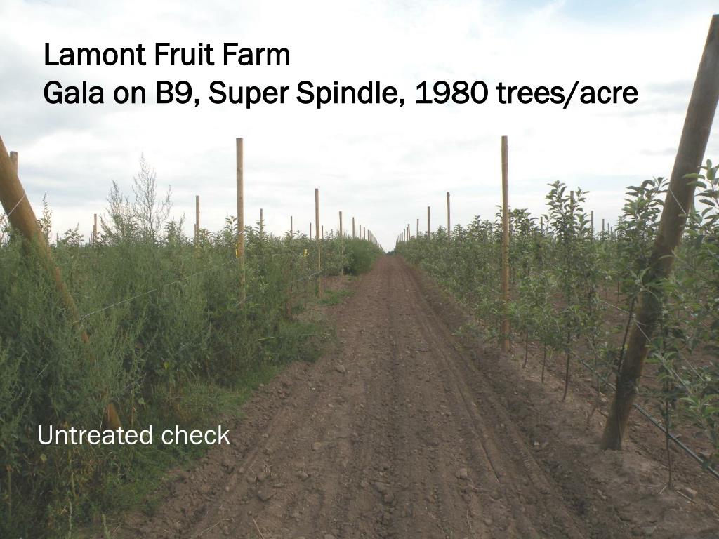 PPT What is the best herbicide for New Apple Plantings? PowerPoint