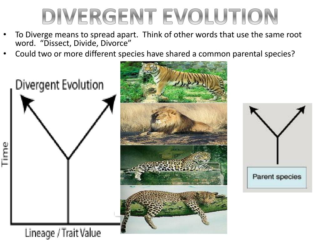 PPT Types of EVOLUTION Divergent vs. Convergent PowerPoint