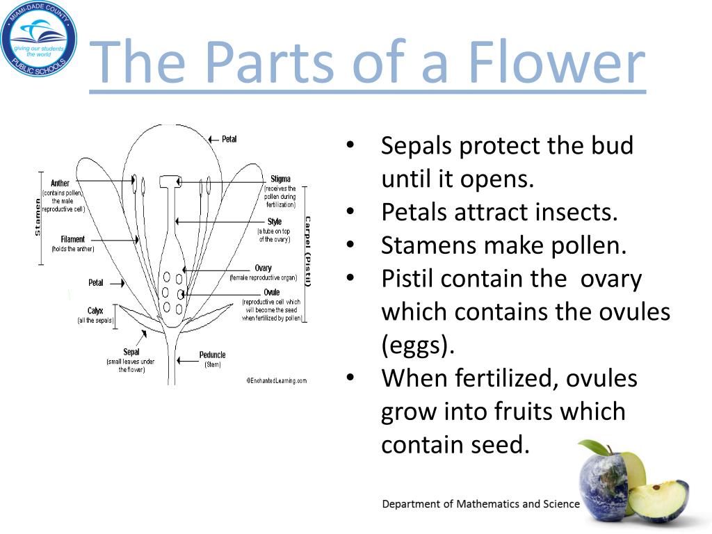 PPT Big Idea 16 Heredity and Reproduction PowerPoint Presentation