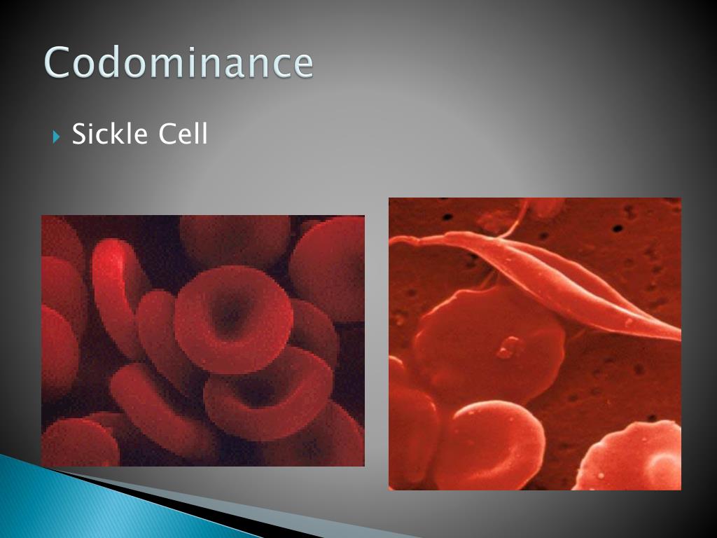 PPT Patterns of Heredity and Human PowerPoint Presentation
