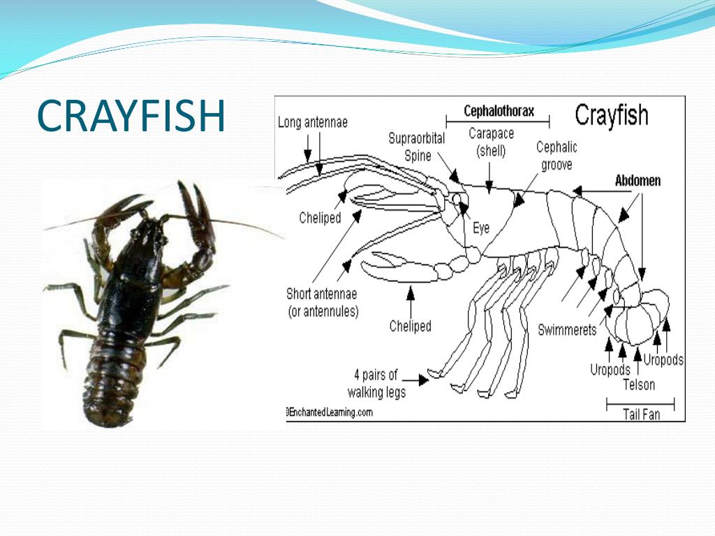 PPT INVERTEBRATES PowerPoint Presentation, free download ID1844625