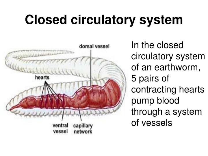 PPT The Human Circulatory System PowerPoint Presentation ID1846968