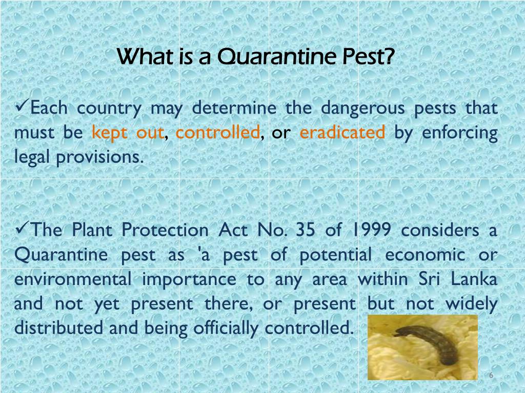 PPT PLANT QUARANTINE MEASURES PowerPoint Presentation, free download