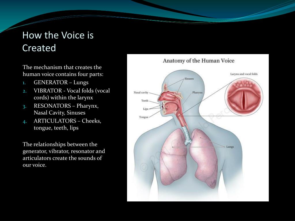 PPT The Human Voice PowerPoint Presentation, free download ID1856304
