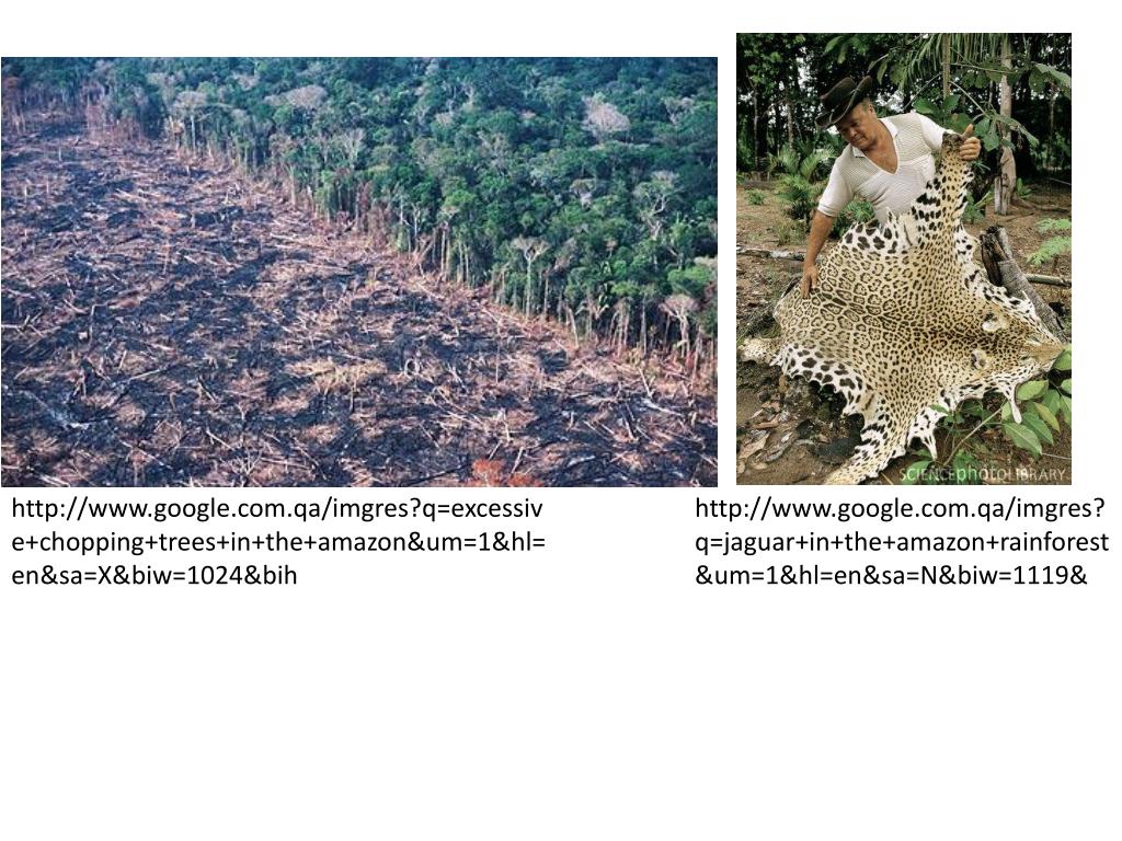 PPT The Amazon Rainforest Biome PowerPoint Presentation, free download ID1857915