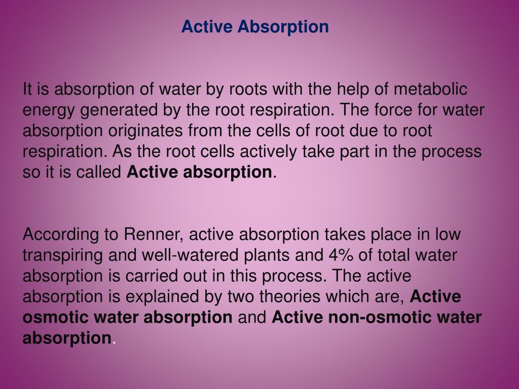 PPT Absorption and transport of water in plants PowerPoint