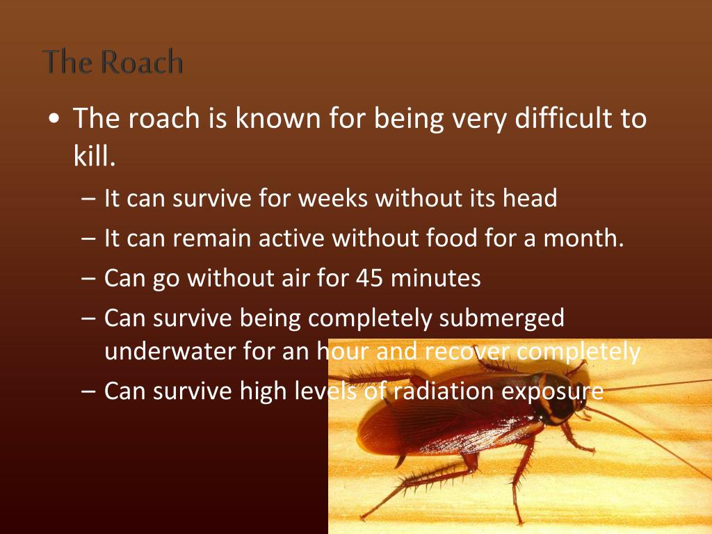 PPT Eulogy of Roaches PowerPoint Presentation, free download ID1862658
