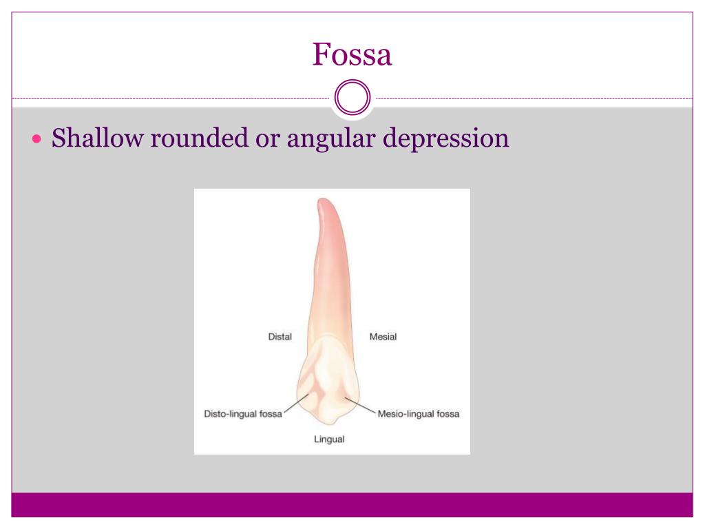 PPT Tooth Histology and Morphology PowerPoint Presentation, free