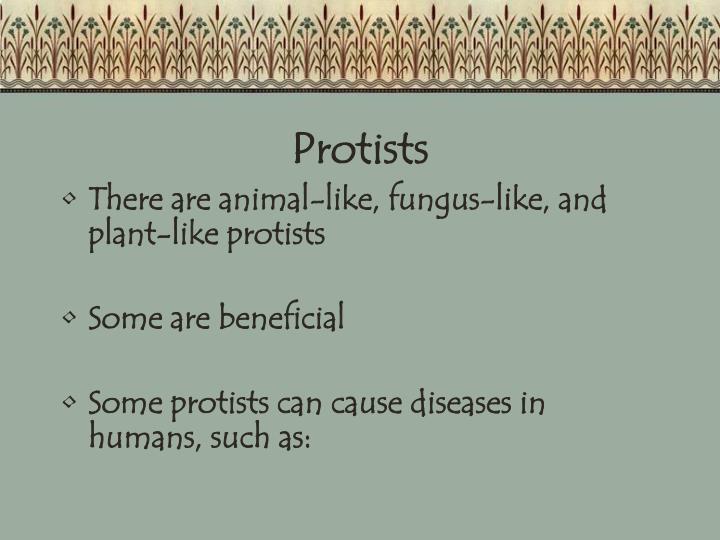 PPT 6 Kingdoms of Life PowerPoint Presentation ID1862992