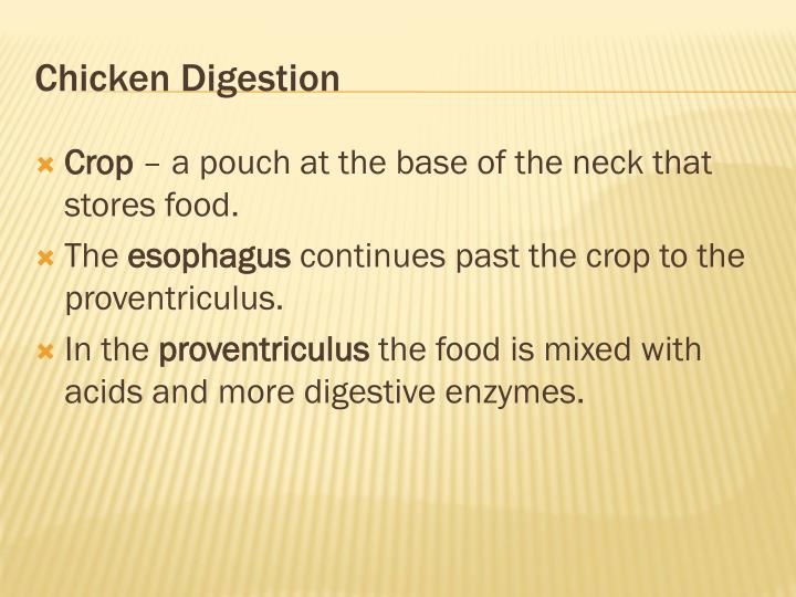 PPT Animal Organ Systems PowerPoint Presentation ID1863136