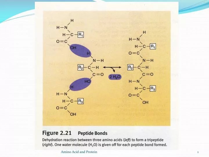 PPT The portion of each amino acids remaining in the chain is called