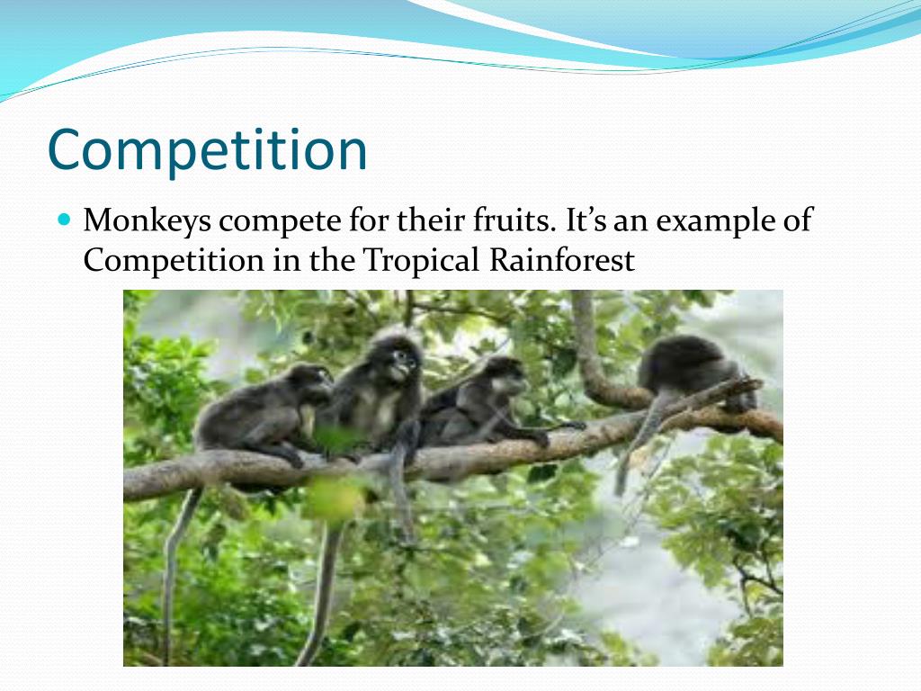 PPT Tropical Rainforest PowerPoint Presentation, free download ID1865358