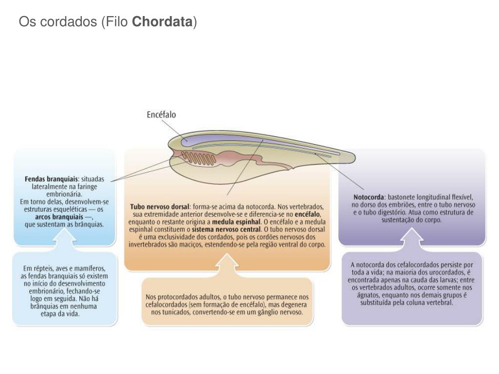 PPT Caderno 6 » Capítulo 4 PowerPoint Presentation, free download