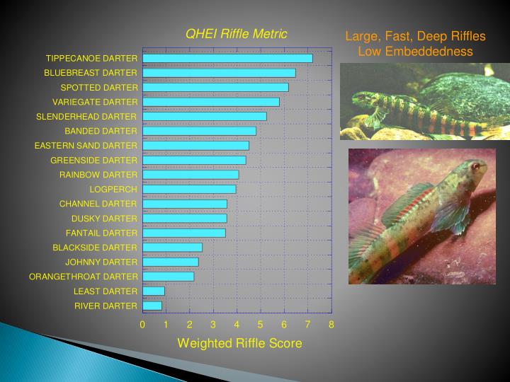 PPT Poor/Glide and Riffle/Run PowerPoint Presentation ID1866339