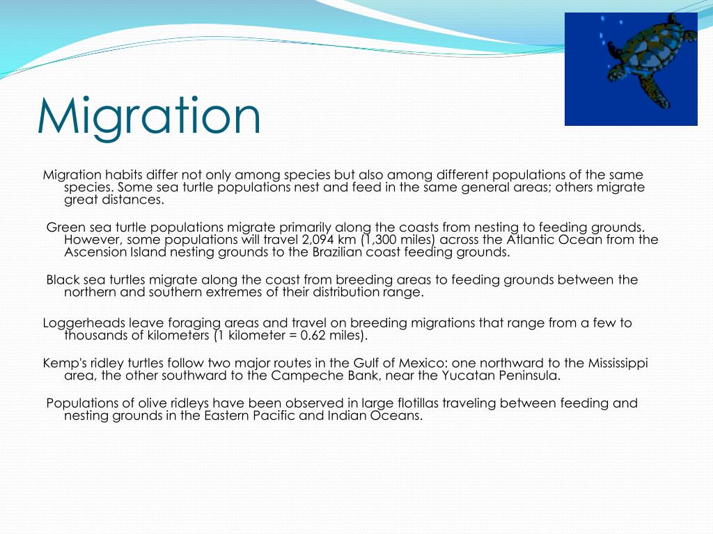 PPT Sea Turtle Migration PowerPoint Presentation, free download ID