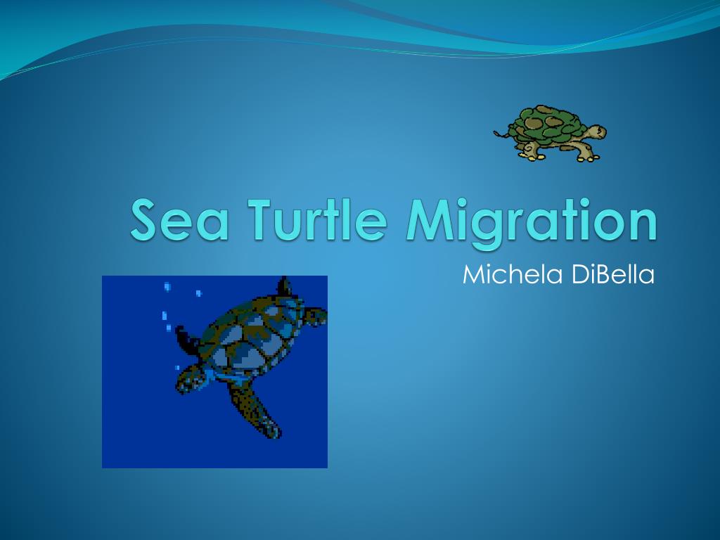 PPT Sea Turtle Migration PowerPoint Presentation, free download ID