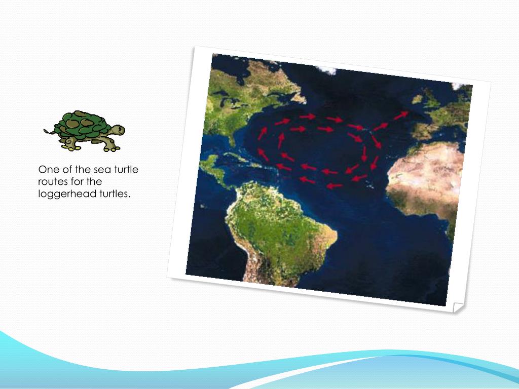 PPT Sea Turtle Migration PowerPoint Presentation, free download ID