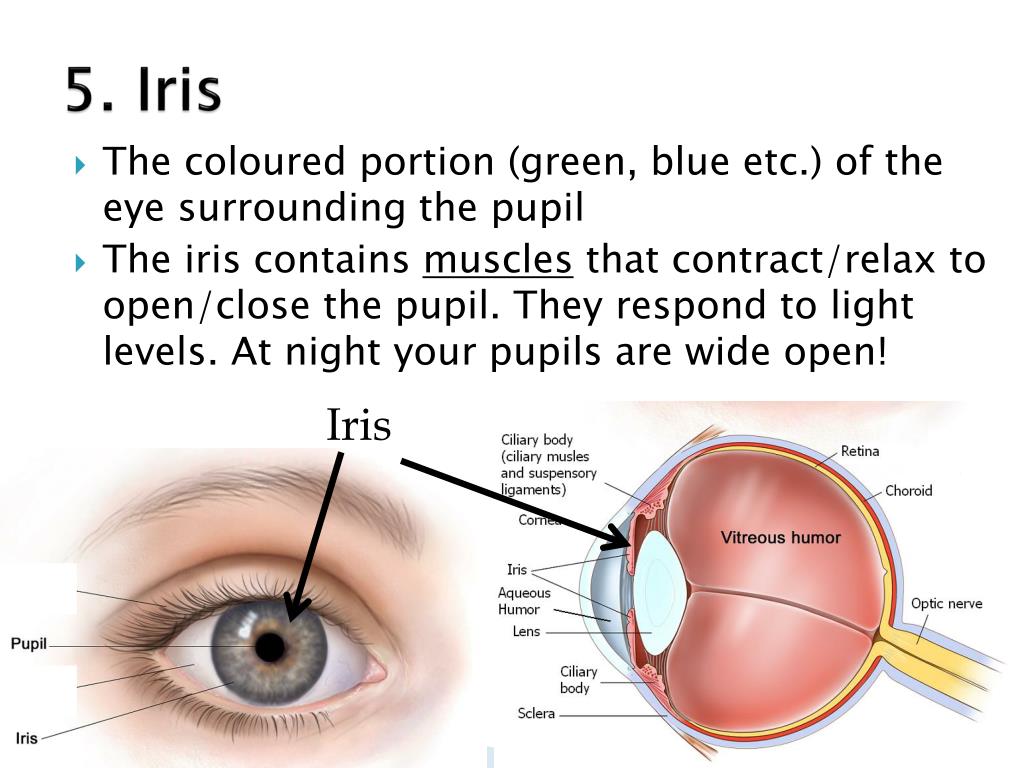 PPT and the Human Eye PowerPoint Presentation, free download ID1866949