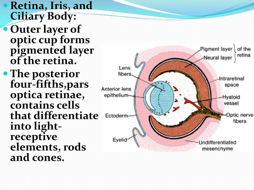 PPT Development of The Eye And Ear PowerPoint Presentation, free