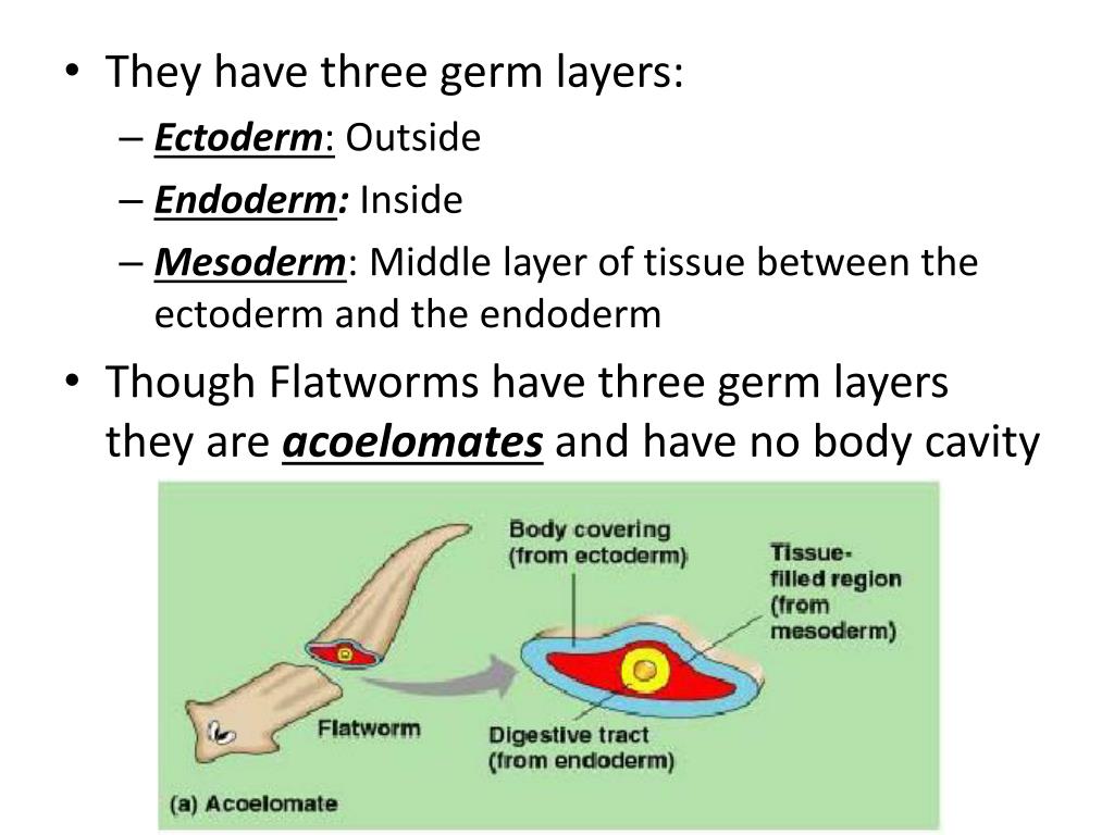 PPT Flatworms Phylum PLATYHELMINTHES PowerPoint Presentation, free