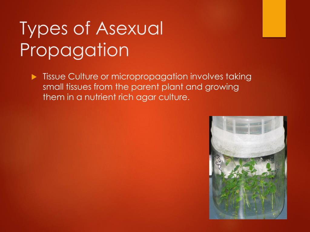 PPT Asexual Propagation PowerPoint Presentation, free download ID