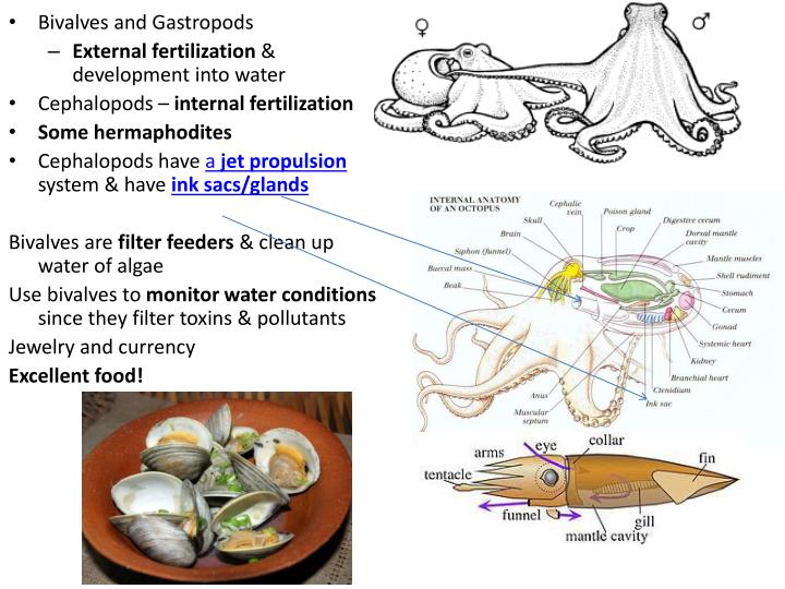 PPT Animals PowerPoint Presentation ID1867765