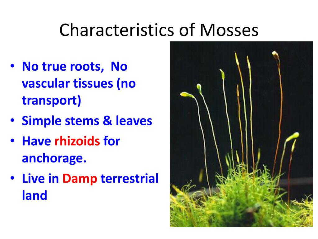 PPT Introduction to plants PowerPoint Presentation, free download