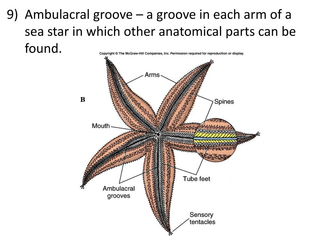 PPT Unit 5 Exam Review PowerPoint Presentation, free download ID