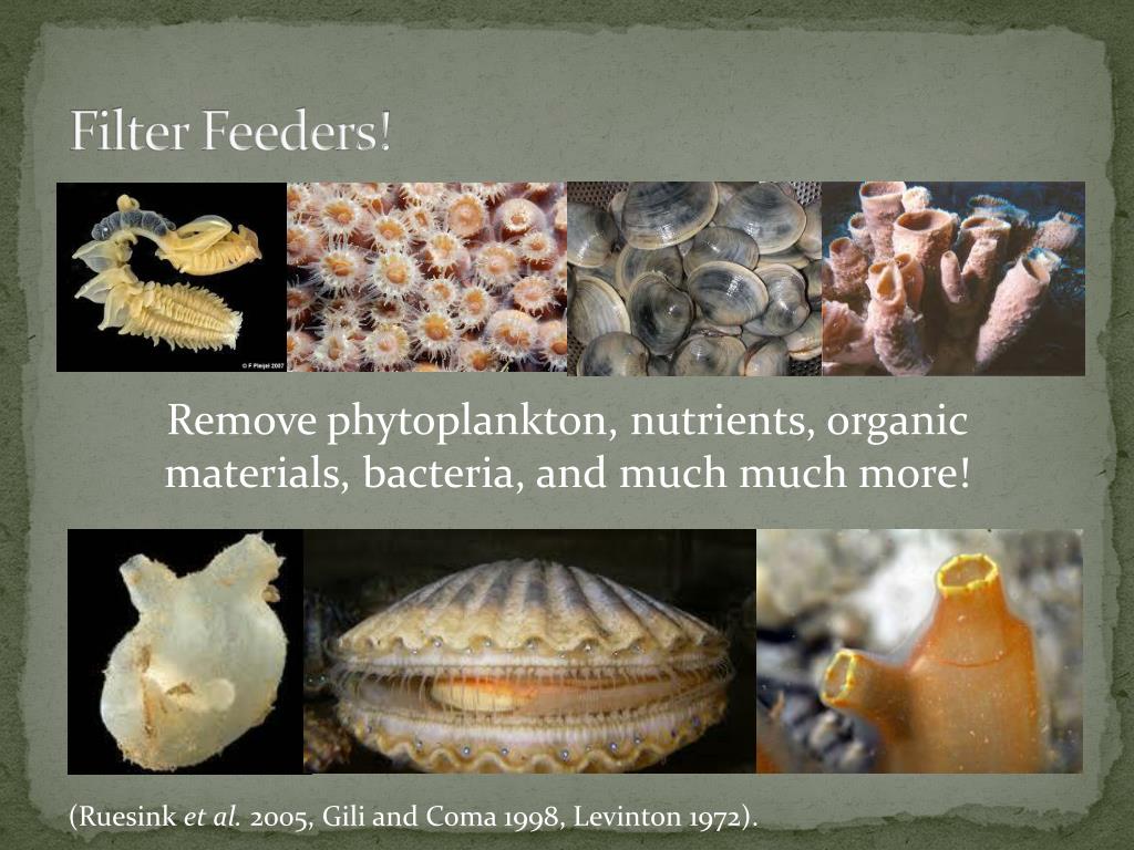 PPT The Use of Benthic Filter Feeders to Mitigate Eutrophication in