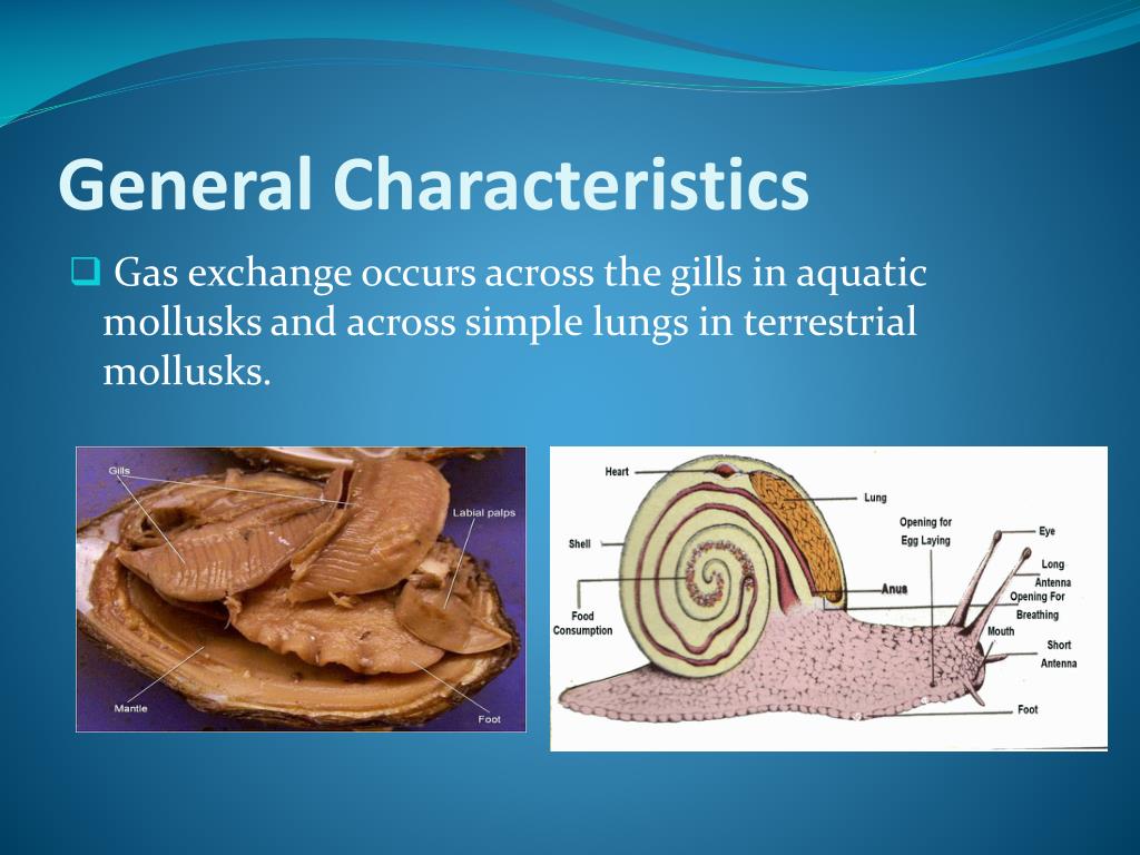 PPT Phylum Mollusca PowerPoint Presentation, free download ID1868844