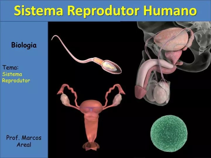 PPT Biologia Tema Sistema Reprodutor Prof. Marcos Areal PowerPoint