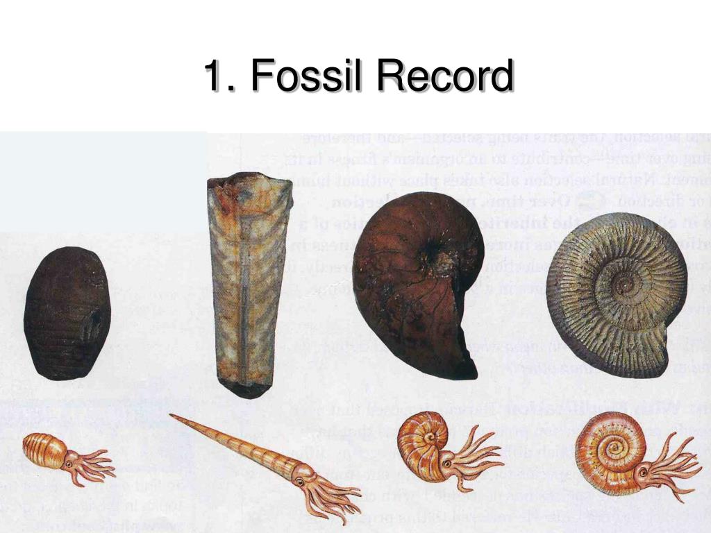 PPT The Theory of Evolution PowerPoint Presentation, free download