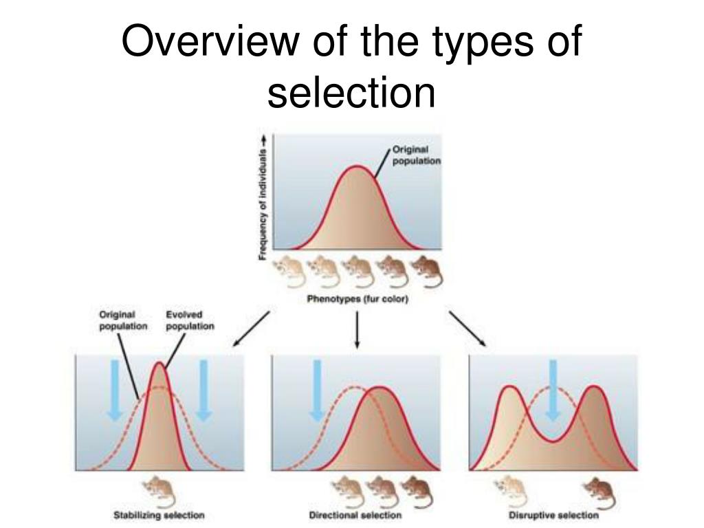 PPT The Theory of Evolution PowerPoint Presentation, free download