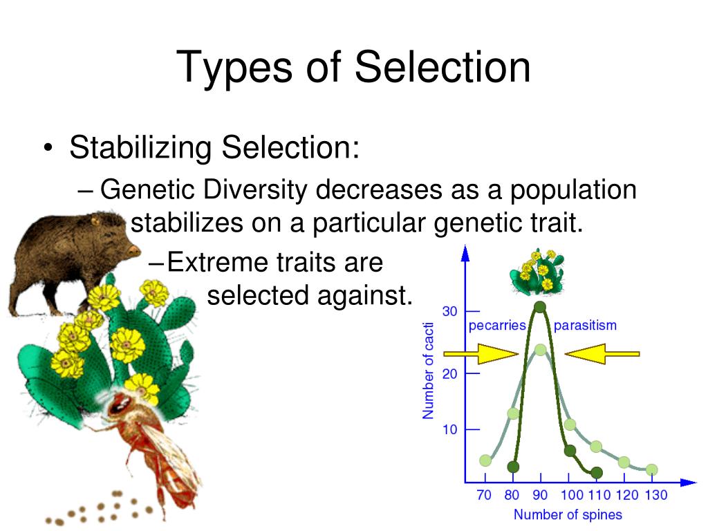 PPT The Theory of Evolution PowerPoint Presentation, free download