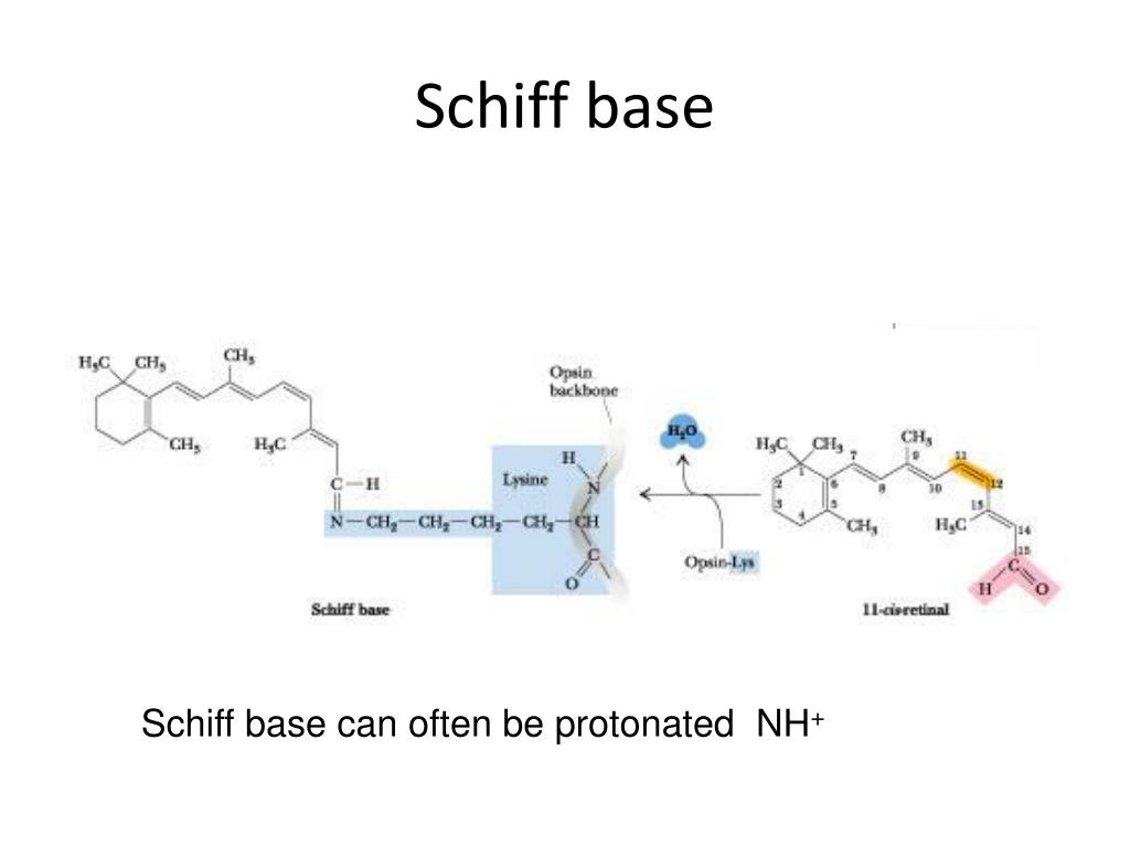 PPT Lecture 17 PowerPoint Presentation, free download ID1872126