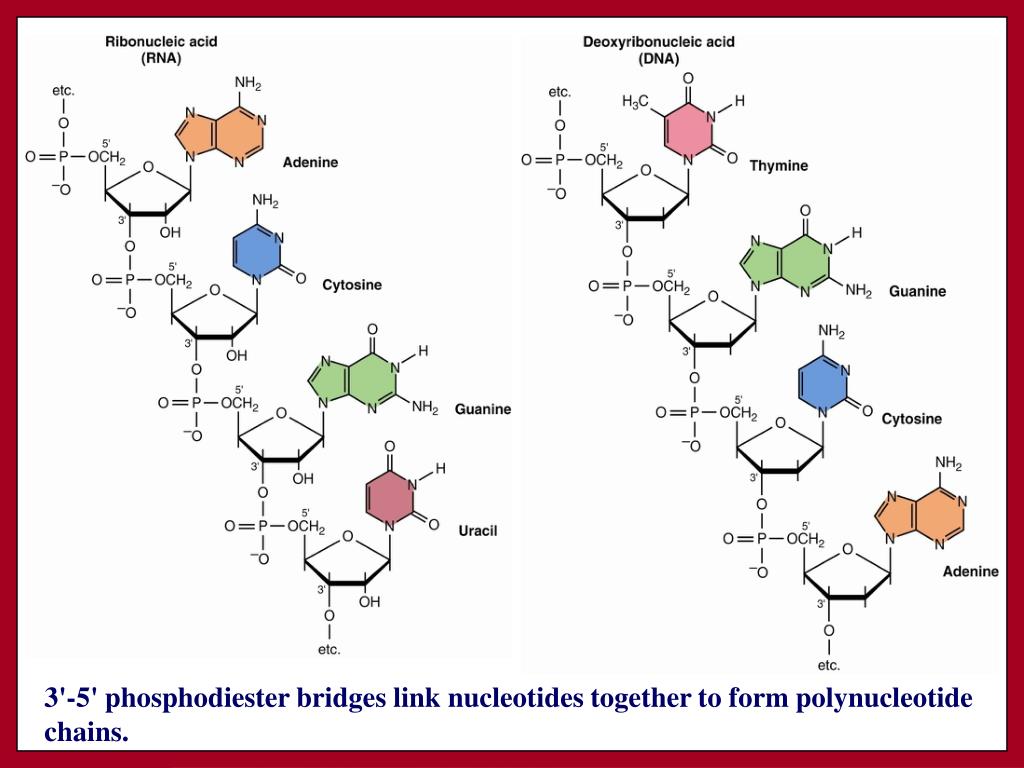PPT DNA Structure Chapters 10&11 Biochemistry by Reginald Garrett and