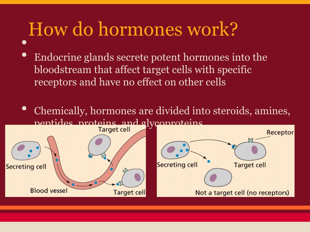 PPT The Endocrine system! PowerPoint Presentation, free download ID