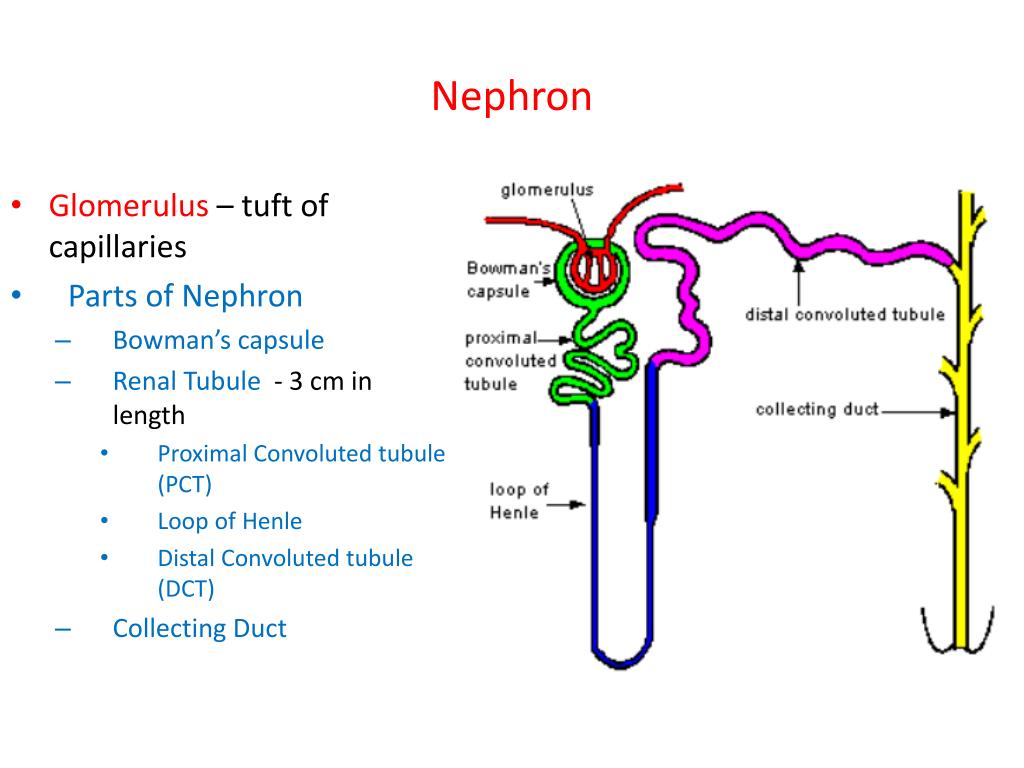 PPT Urinary System PowerPoint Presentation, free download ID1877569