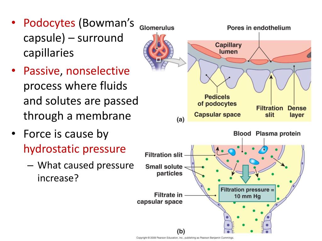 PPT Urinary System PowerPoint Presentation, free download ID1877569