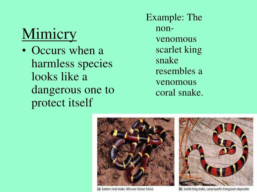 PPT 4/20/12Copy AND answer the following questions. PowerPoint