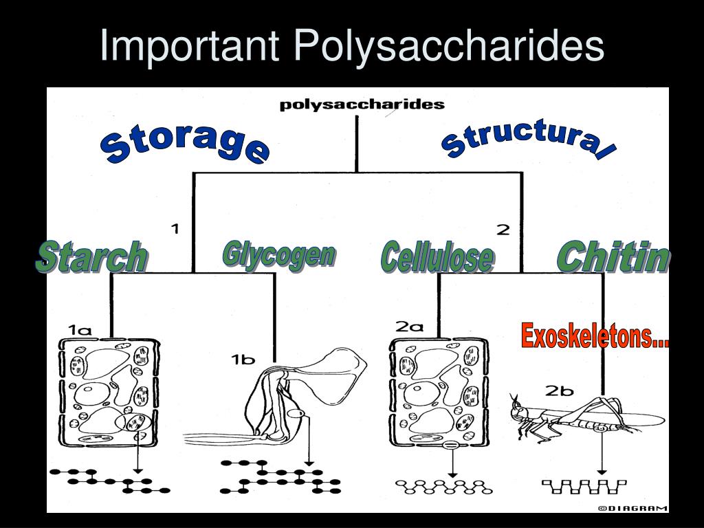 PPT Biology 20 PowerPoint Presentation, free download ID1880853