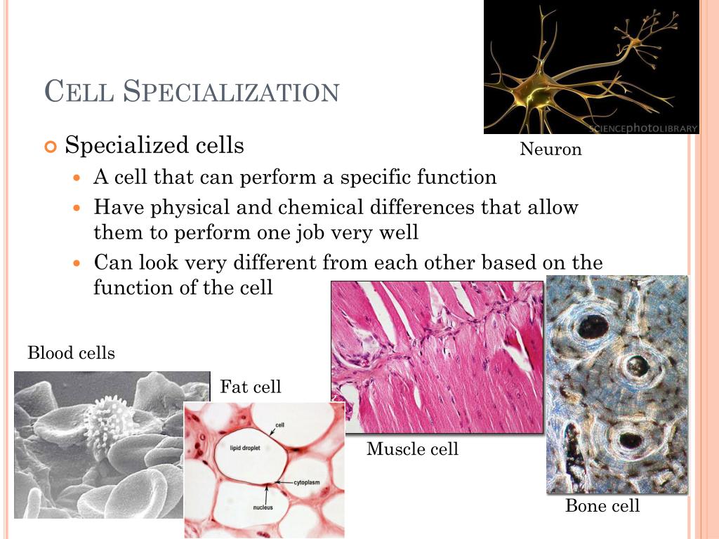PPT Specialized Plant and Animal Cells PowerPoint Presentation, free