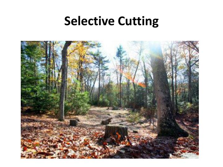 PPT Rangeland and Forestland PowerPoint Presentation ID1882450